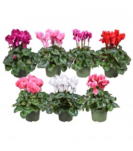 Cyclamen Sup Leopardo Ø 13