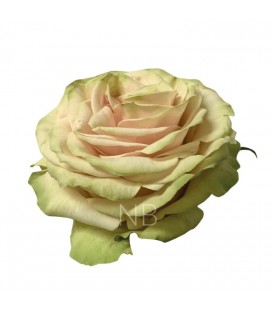 Rose Equat Cute Enigma 50 cm x25