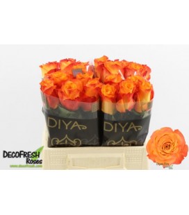 Rose Diyas fire 40 cm