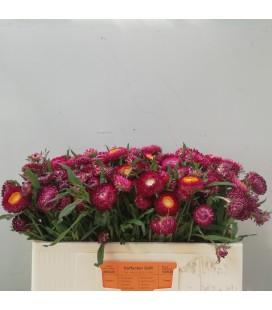 Helichrysum 50 cm Rose