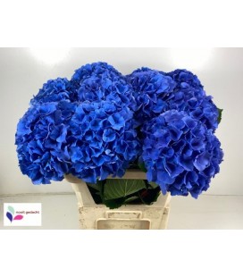 Hortensia Royale Palace 50 cm
