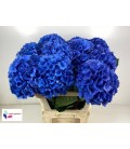 Hortensia Royale Palace 65 cm