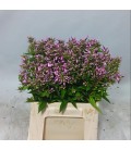 Phlox pink eyes 45 cm