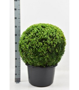 Buis pot de 40 H 65 cm