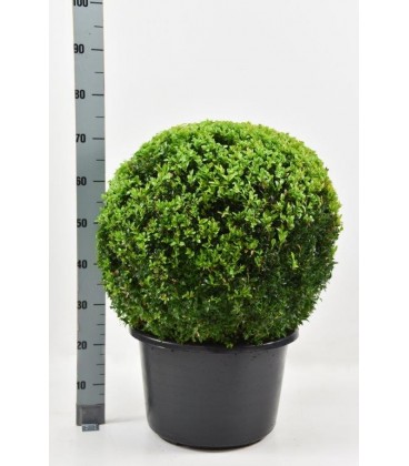 Buis Sempervirens pot de 40 H75 cm