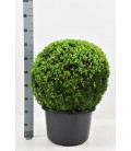 Buis Sempervirens pot de 40 H75 cm