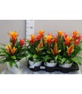 Guzmania Techno Ø 17