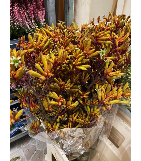 Anigozanthus Gold fever 90 cm