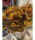 Anigozanthus Gold fever 90 cm