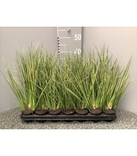 Acorus Calamus Pot de 8