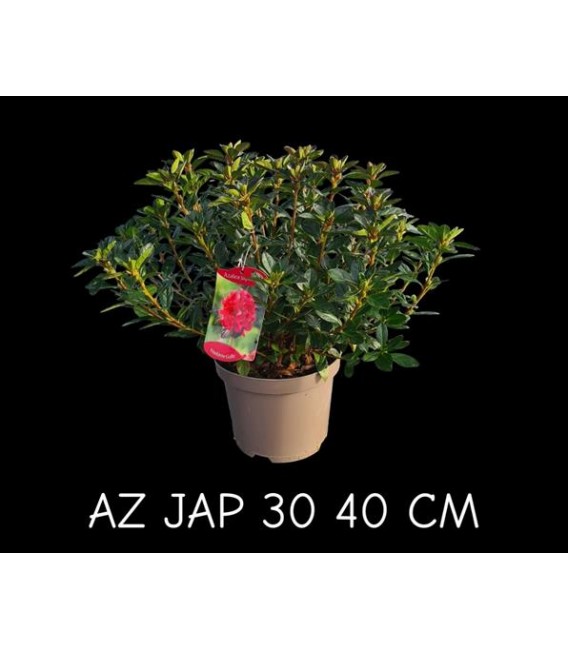 Azalée Ext japonica pot de 19