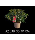 Azalée Ext japonica pot de 19