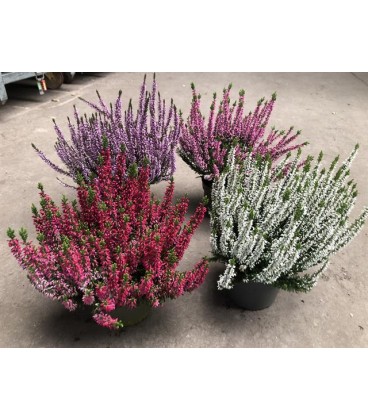 Calluna Garden Girls Ø 10.5