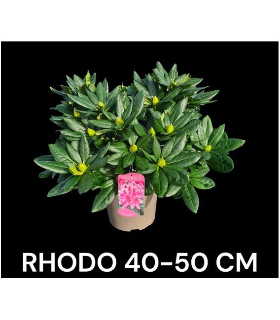 Rhododendron hybride Ø 23