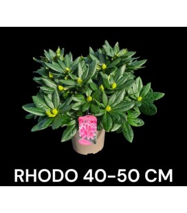 Rhododendron hybride Ø 23