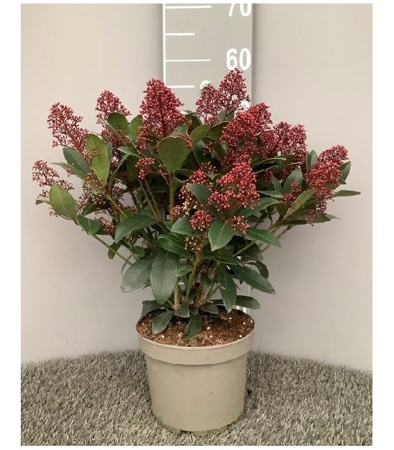 Skimmia Rub Ø19 h 40 +25 FL