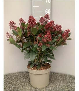 Skimmia Rub Ø19 h 40 +25 FL