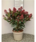 Skimmia Rub Ø19 h 40 +25 FL