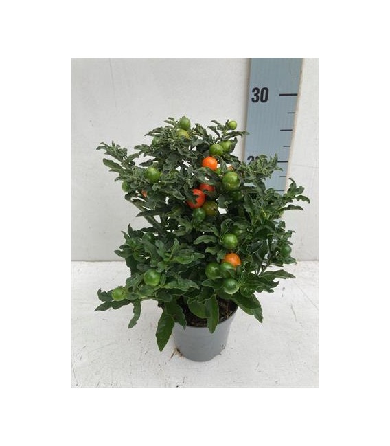 Solanum Thorino pot de 10.5