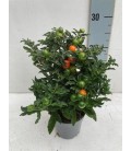 Solanum Thorino pot de 10.5