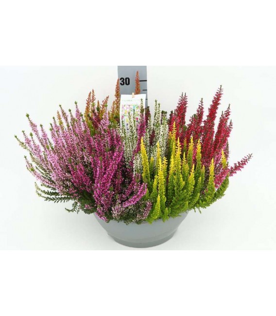 Calluna Mosaica coupe Ø 27