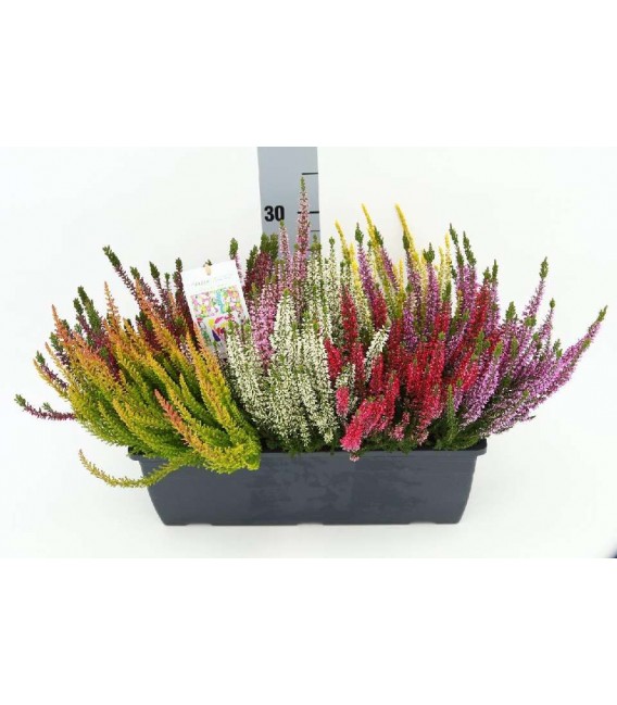 Calluna  Mosaica Jardiniere 40 cm