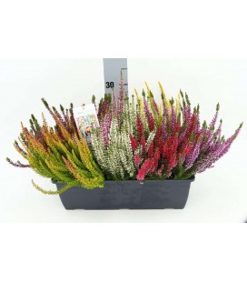 Calluna  Mosaica Jardiniere 40 cm