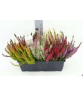 Calluna  Mosaica Jardiniere 40 cm