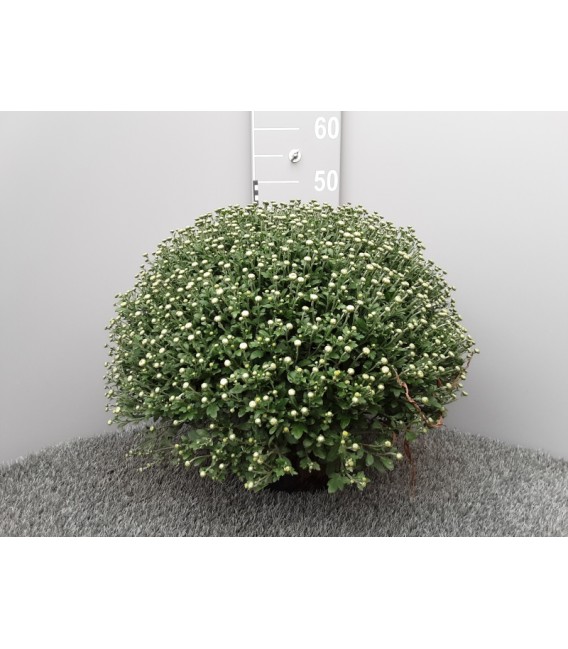 Chrysantheme pomp Ø 19 h 50 Unicolo