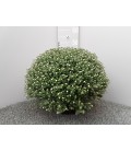 Chrysantheme pomp Ø 19 h 50 Unicolo