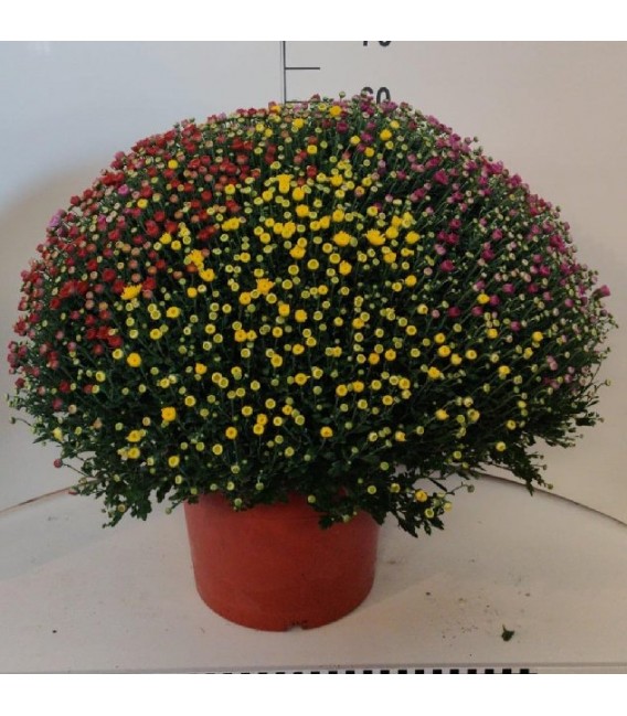 Chrysantheme pompom carnav Ø 33h70