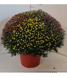 Chrysantheme Car Jumbo tric Ø 33 