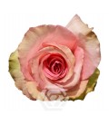 Rose Flirty 50 cm x 25