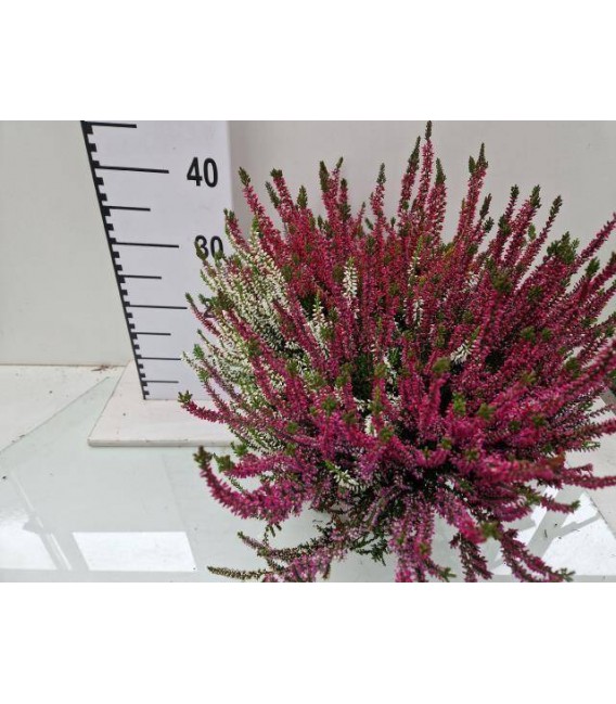 Calluna quattro mix pot de 24