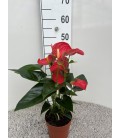 Anthurium Florida Ø 14