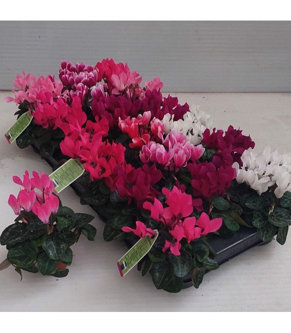 Cyclamen micro Ø 06