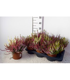 Calluna Wibos quattro pot de 17