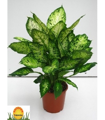Dieffenbacia pot de 17