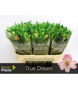 Alstromeria True Dream 