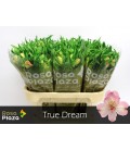Alstromeria True Dream 