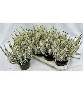 Calluna verenka pot de 12