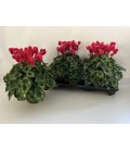 Cyclamen sup Xl pot de 15