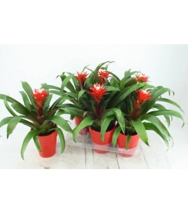 Guzmania Hope Ø12 h 40