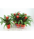 Guzmania Hope Ø12 h 40