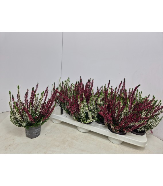 Calluna Nova mix 2 coul Ø 9.50