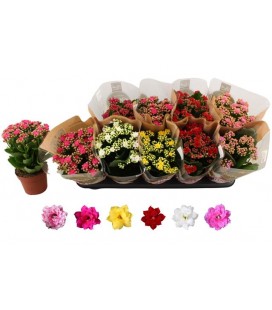 Kalanchoe pot de 12 mix coul