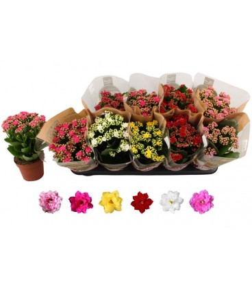 Kalanchoe pot de 12 mix 6 coul