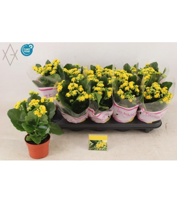 Kalanchoe amarillo jaune Ø 23 