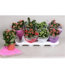 Kalanchoe pot de 12