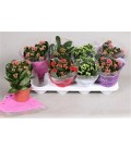 Kalanchoe pot de 12